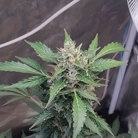 Brookly Sunrise growlog timeline photo