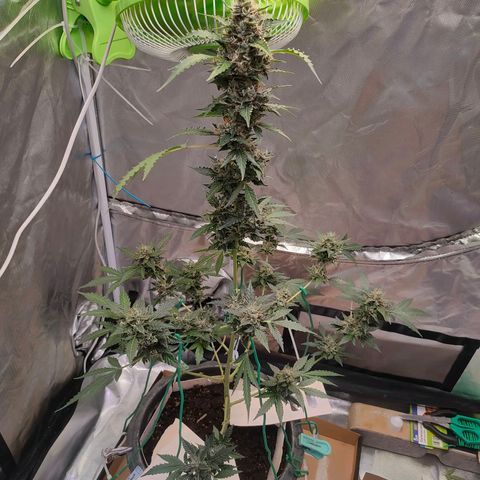 Brookly Sunrise growlog timeline photo