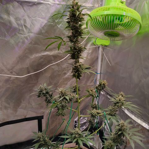 Brookly Sunrise growlog timeline photo
