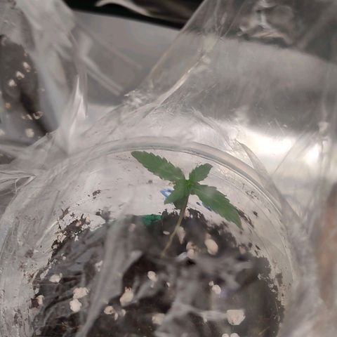 Brookly Sunrise growlog timeline photo