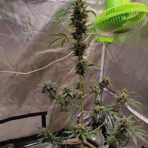 Brookly Sunrise growlog timeline photo