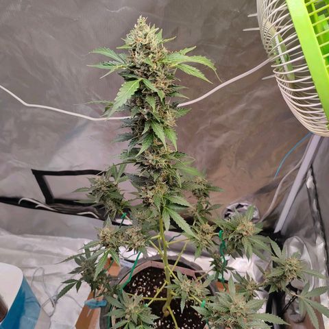 Brookly Sunrise growlog timeline photo