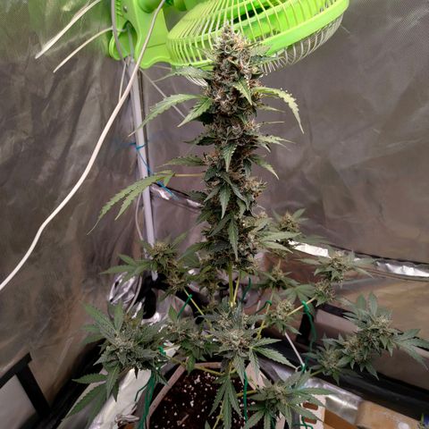 Brookly Sunrise growlog timeline photo