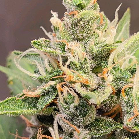 Brookly Sunrise growlog timeline photo