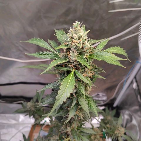 Brookly Sunrise growlog timeline photo