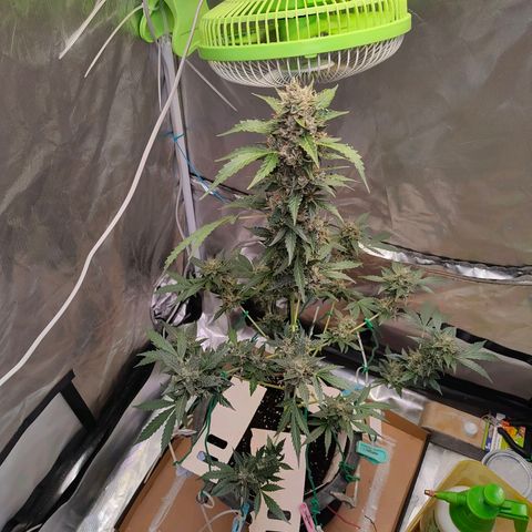 Brookly Sunrise growlog timeline photo