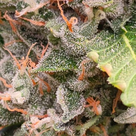 Brookly Sunrise growlog timeline photo
