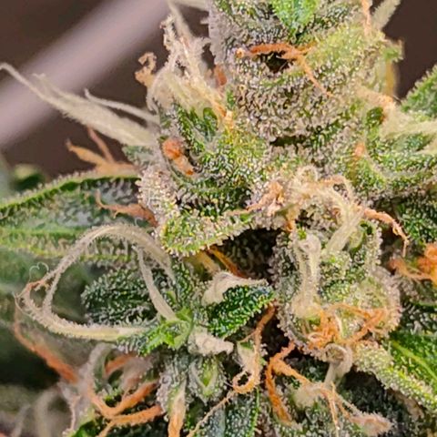 Brookly Sunrise growlog timeline photo