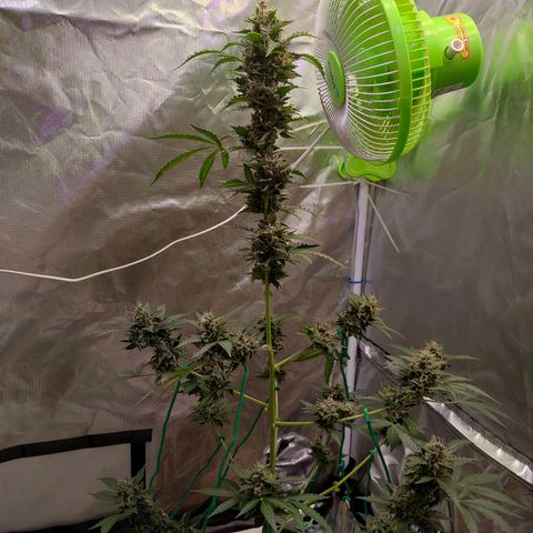 Brookly Sunrise growlog timeline photo