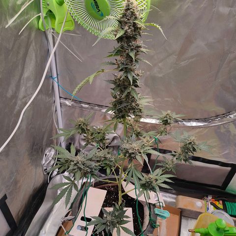 Brookly Sunrise growlog timeline photo