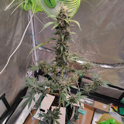 Brookly Sunrise growlog timeline photo