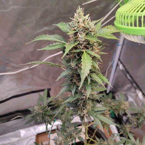 Brookly Sunrise growlog timeline photo