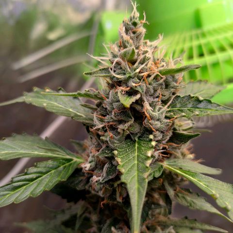 Brookly Sunrise growlog timeline photo