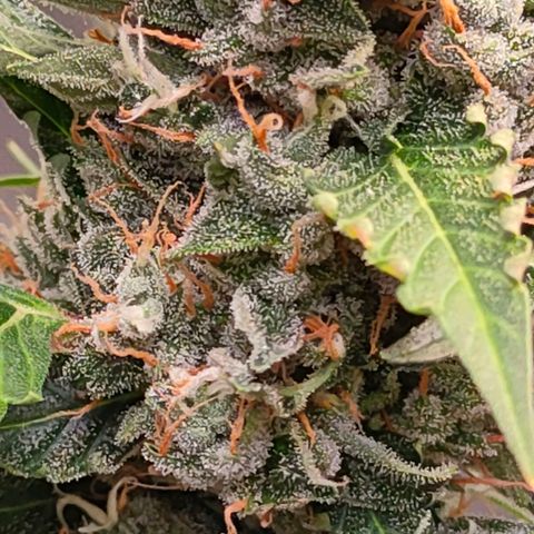 Brookly Sunrise growlog timeline photo