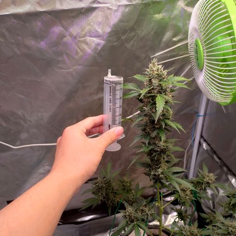 Brookly Sunrise growlog timeline photo