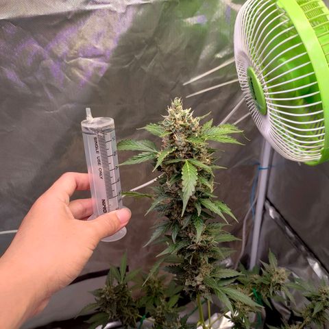 Brookly Sunrise growlog timeline photo