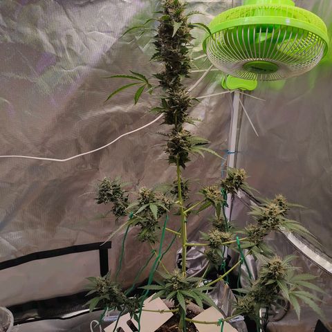 Brookly Sunrise growlog timeline photo