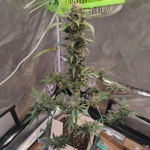 Brookly Sunrise growlog timeline photo