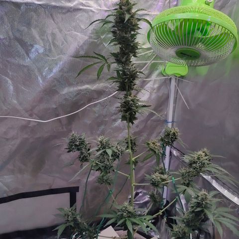 Brookly Sunrise growlog timeline photo