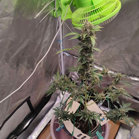 Brookly Sunrise growlog timeline photo