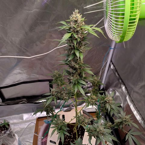 Brookly Sunrise growlog timeline photo