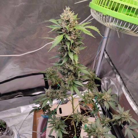 Brookly Sunrise growlog timeline photo