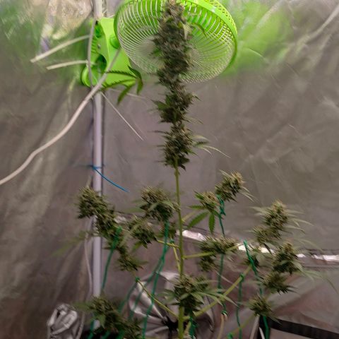 Brookly Sunrise growlog timeline photo