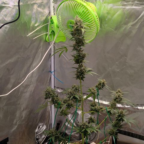 Brookly Sunrise growlog timeline photo