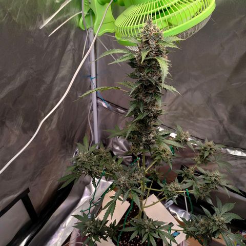 Brookly Sunrise growlog timeline photo