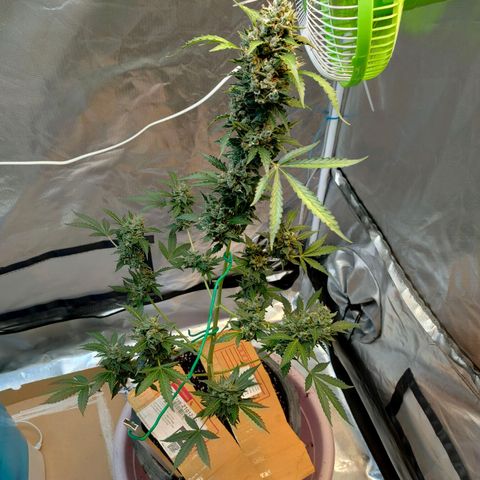 Brookly Sunrise growlog timeline photo