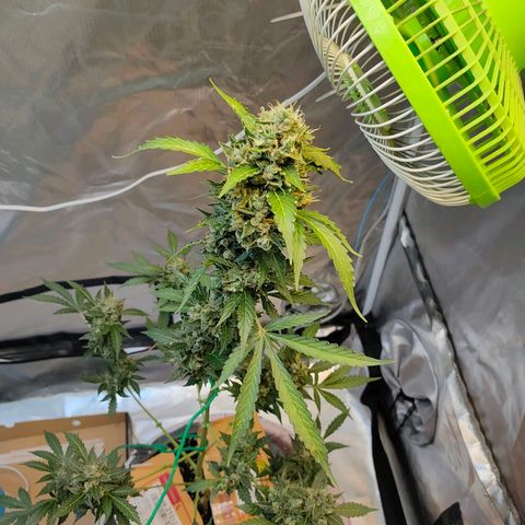 Brookly Sunrise growlog timeline photo