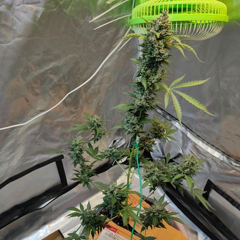 Brookly Sunrise growlog timeline photo