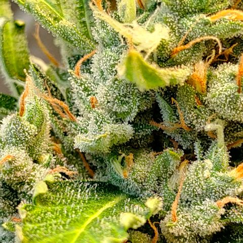 Brookly Sunrise growlog timeline photo