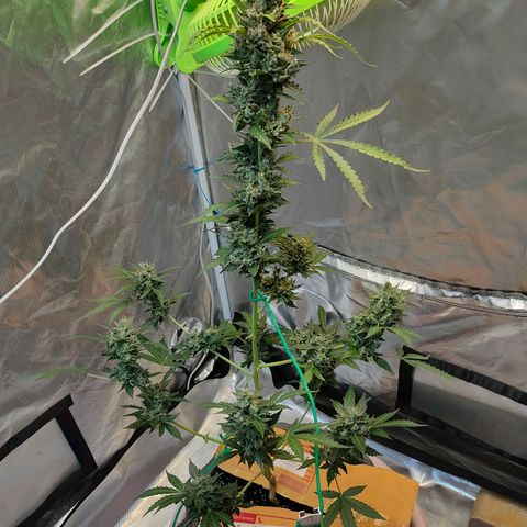 Brookly Sunrise growlog timeline photo