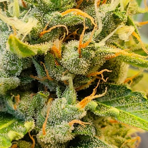 Brookly Sunrise growlog timeline photo
