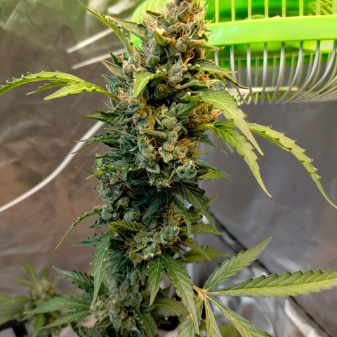 Brookly Sunrise growlog timeline photo