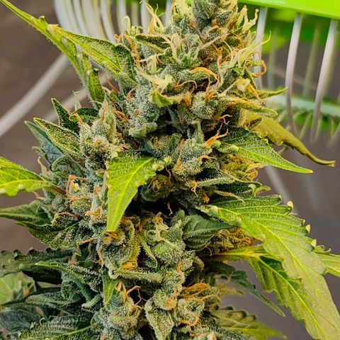Brookly Sunrise growlog timeline photo