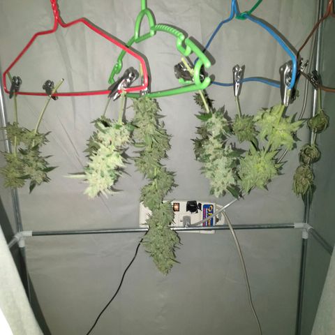 Brookly Sunrise growlog timeline photo