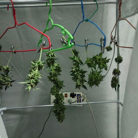 Brookly Sunrise growlog timeline photo