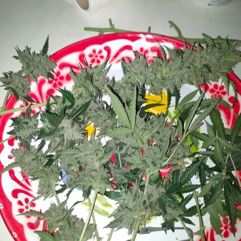 Brookly Sunrise growlog timeline photo