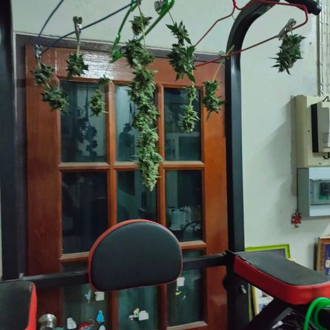 Brookly Sunrise growlog timeline photo