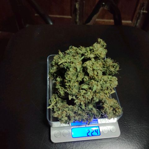 Brookly Sunrise growlog timeline photo
