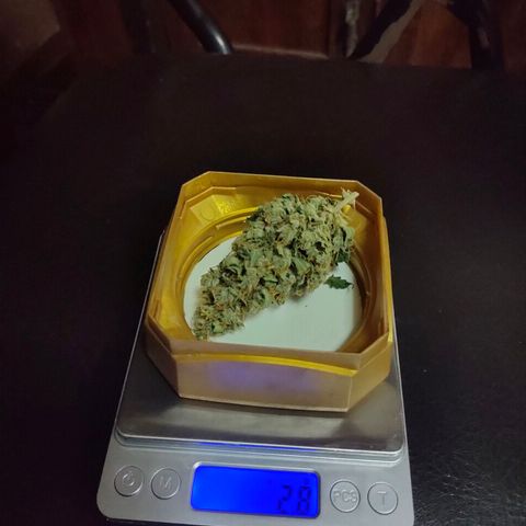 Brookly Sunrise growlog timeline photo