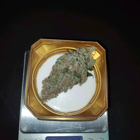 Brookly Sunrise growlog timeline photo