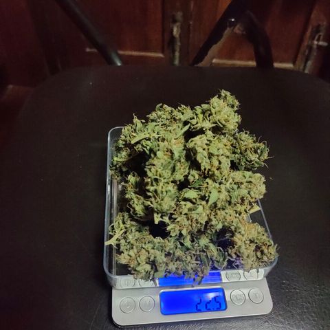 Brookly Sunrise growlog timeline photo