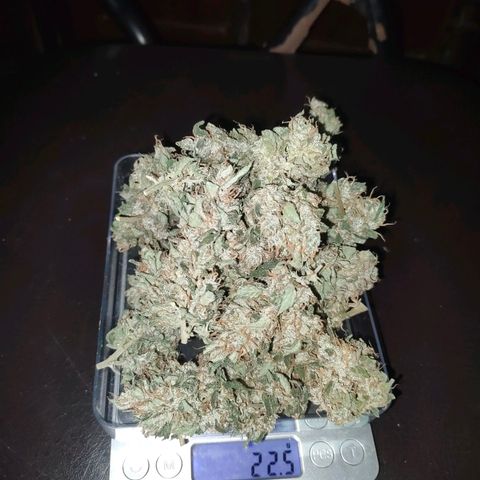 Brookly Sunrise growlog timeline photo