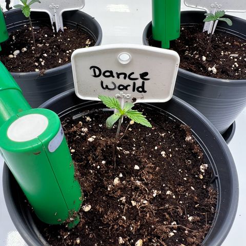 Dance World growlog timeline photo