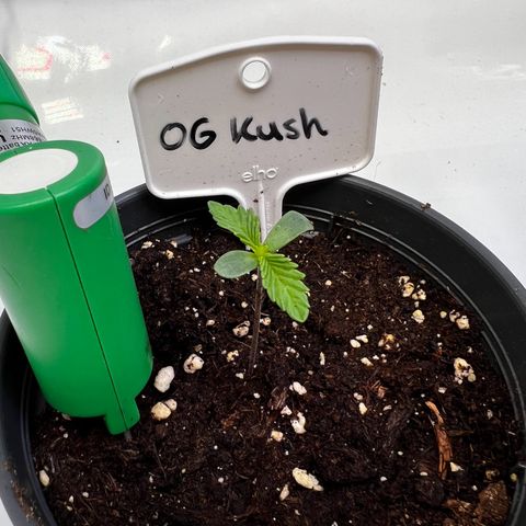 OG Kush growlog timeline photo