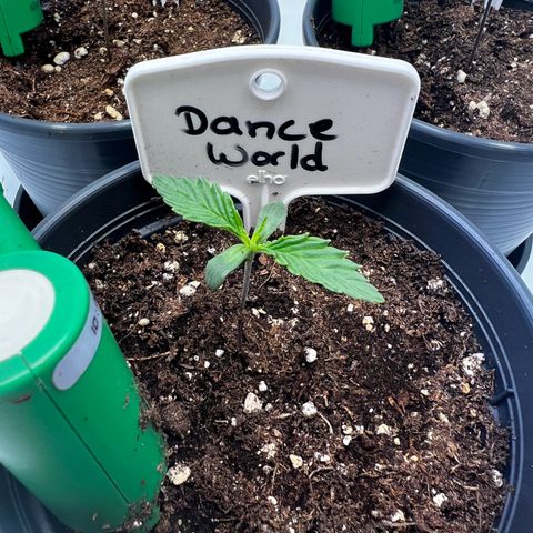 Dance World growlog timeline photo