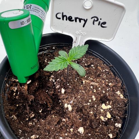 Cherry Pie growlog timeline photo